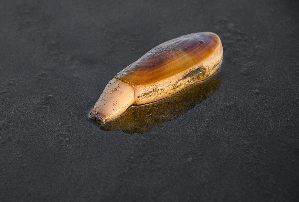 Razor clam